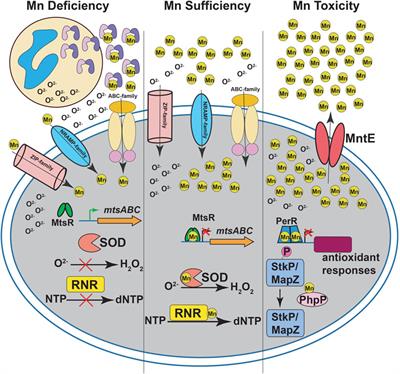 Managing Manganese: The Role of Manganese Homeostasis in Streptococcal Pathogenesis